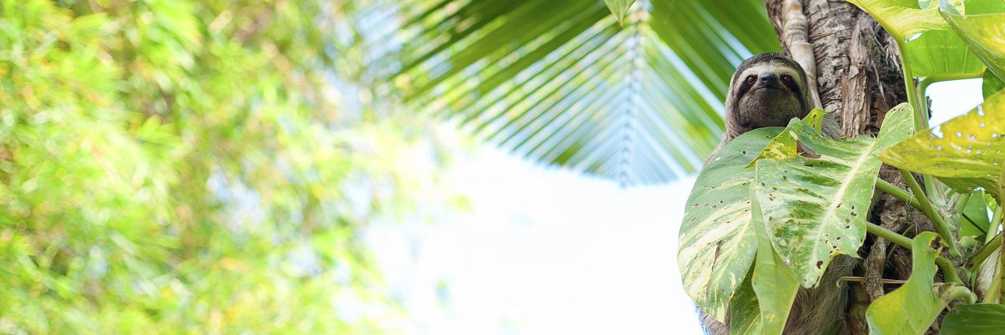 The Sloth Institute banner