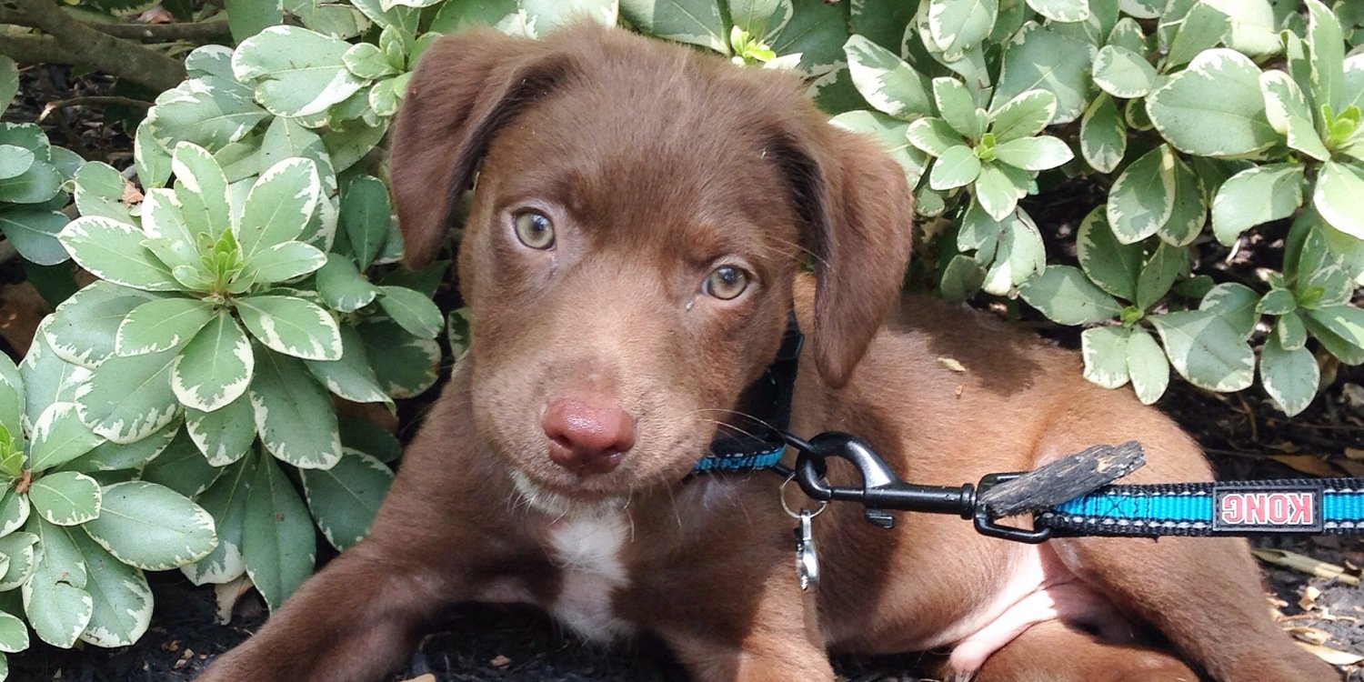 zernickspups's profile banner image