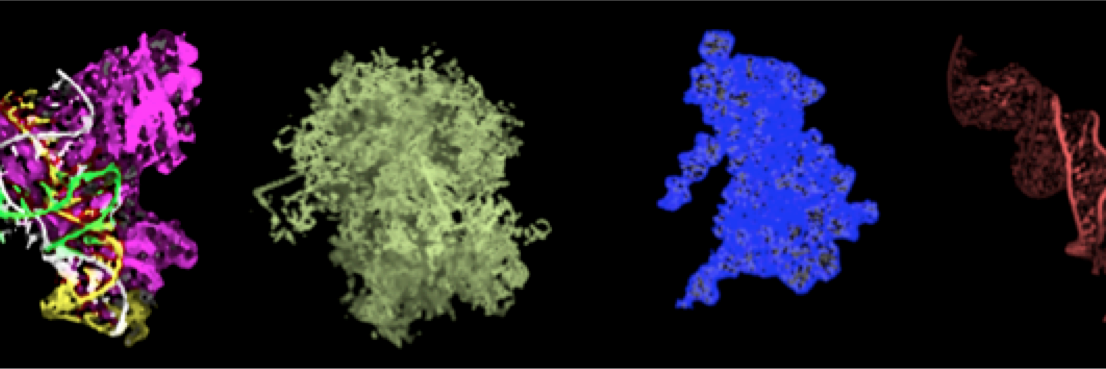 Rachel Niederer banner