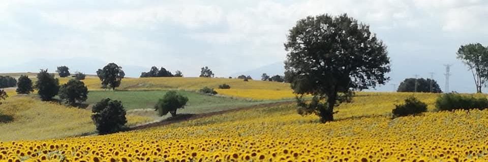Yaz köylüsü banner