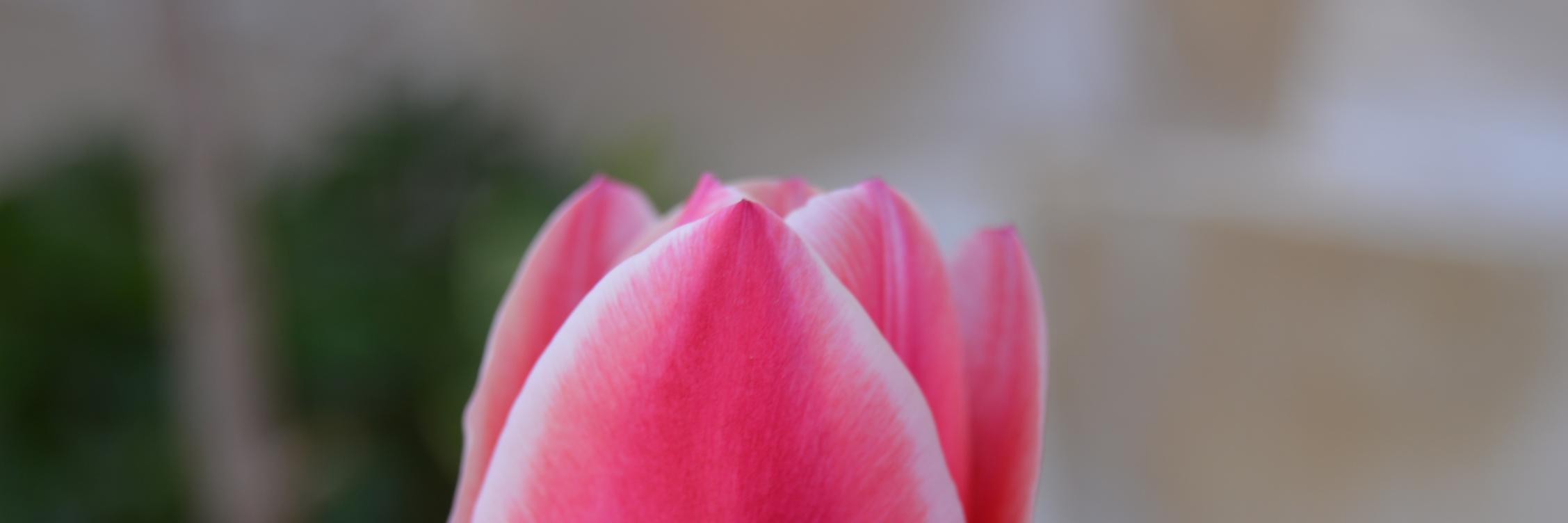 Petite_Bu's profile banner image
