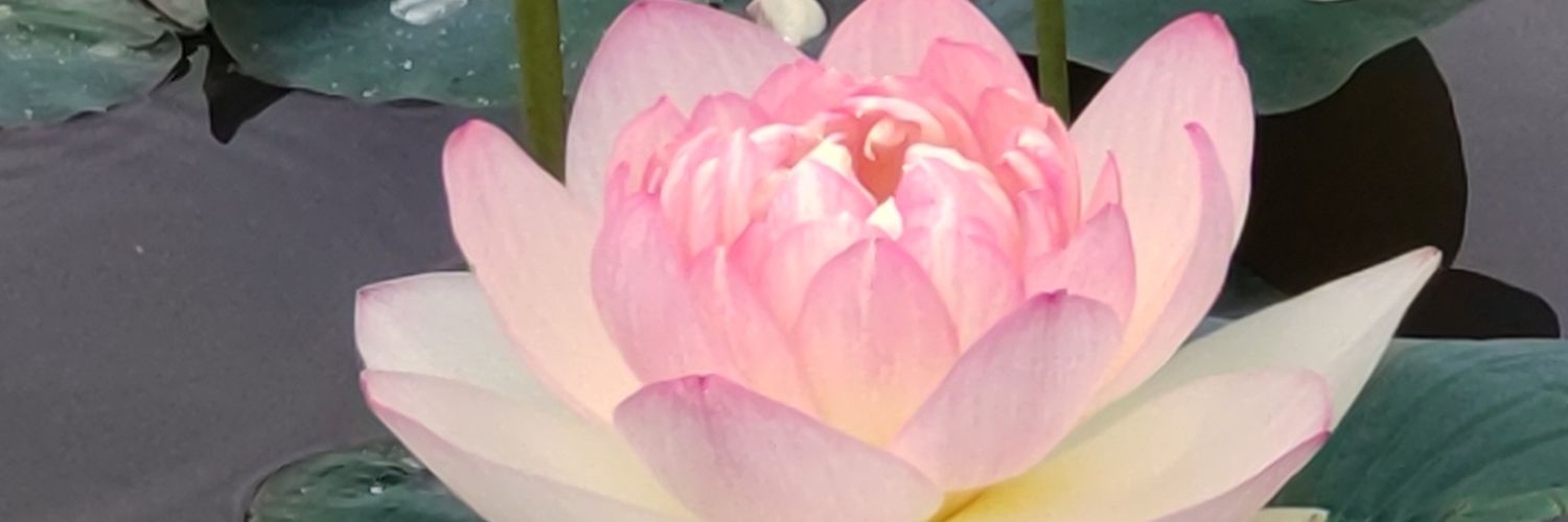 MichelMalebranc's profile banner image
