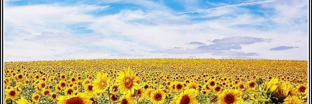 _Steph_88's profile banner image