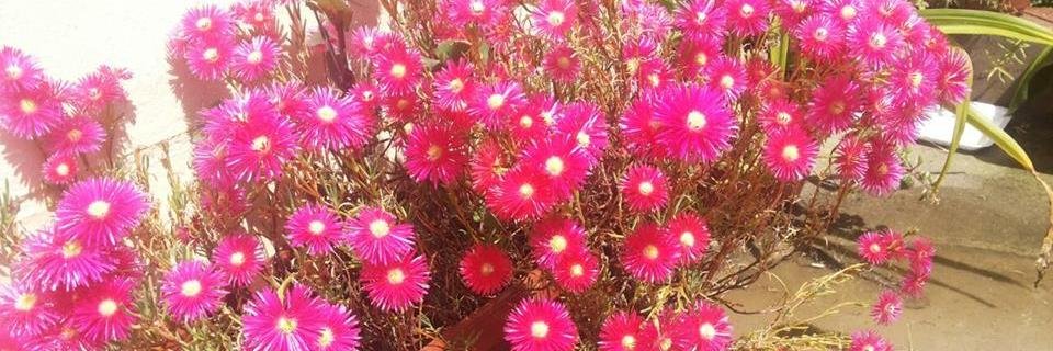 Sandra_FloresM's profile banner image