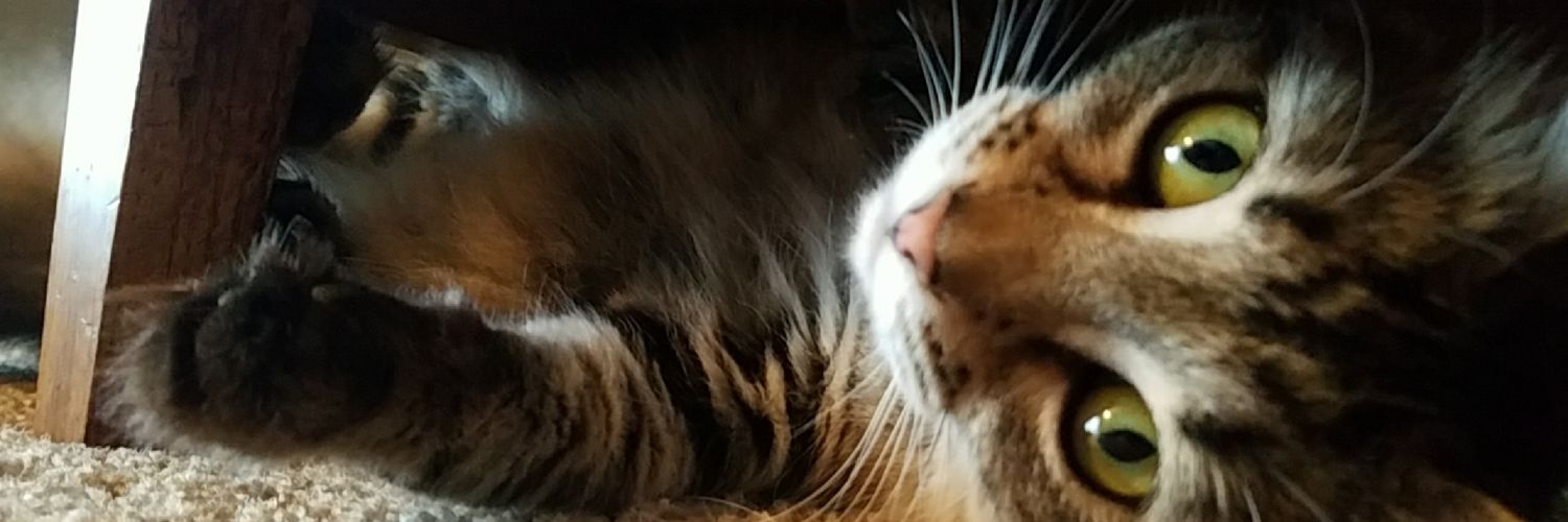 grishamMegin's profile banner image