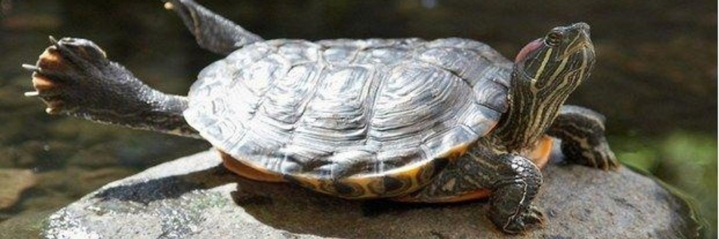 Sensual_Tortoise banner