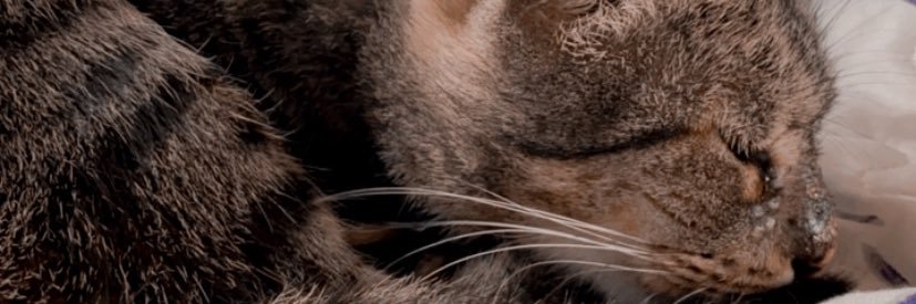 IntiMartu's profile banner image