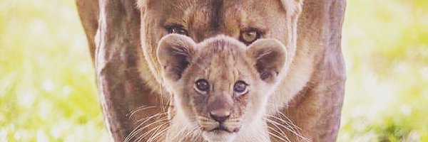 EnglishMasterB Profile Banner