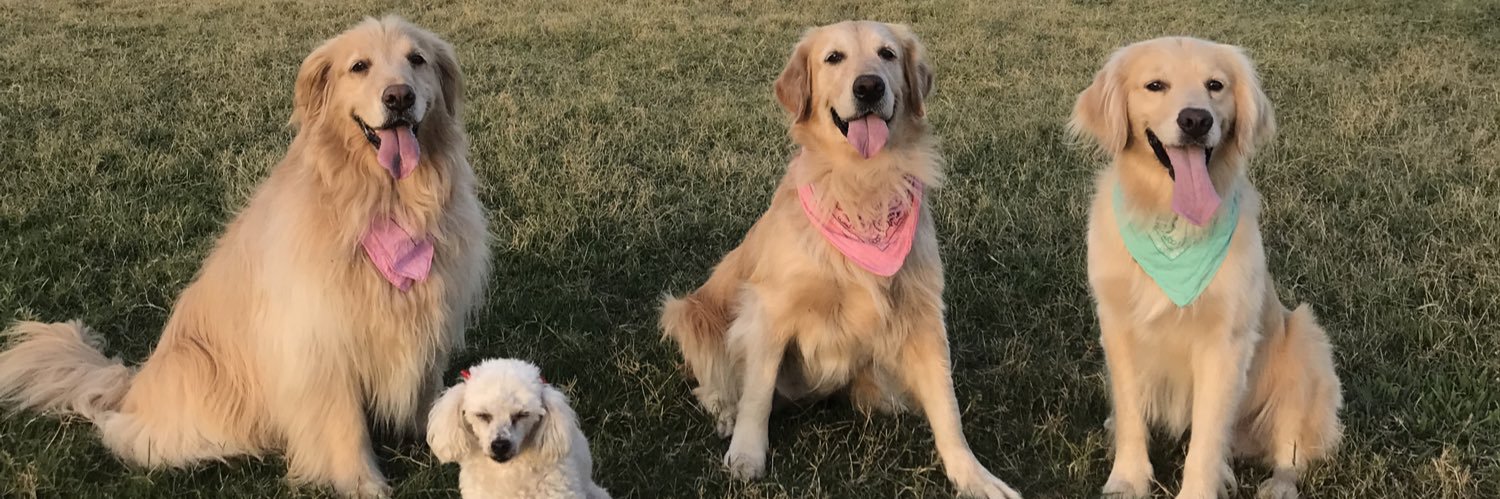 stefurroz's profile banner image