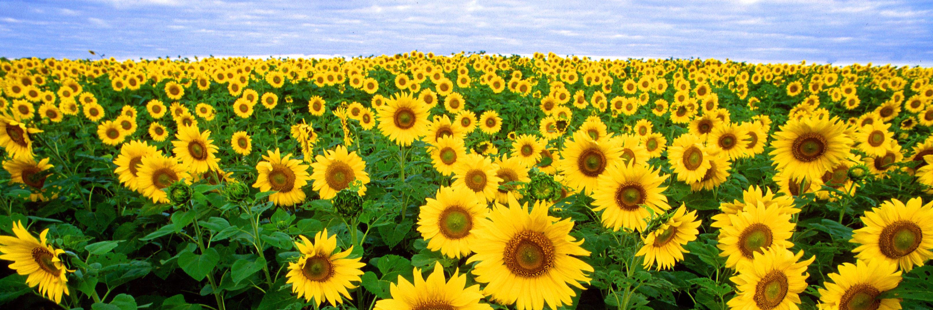 Anders Svensson banner