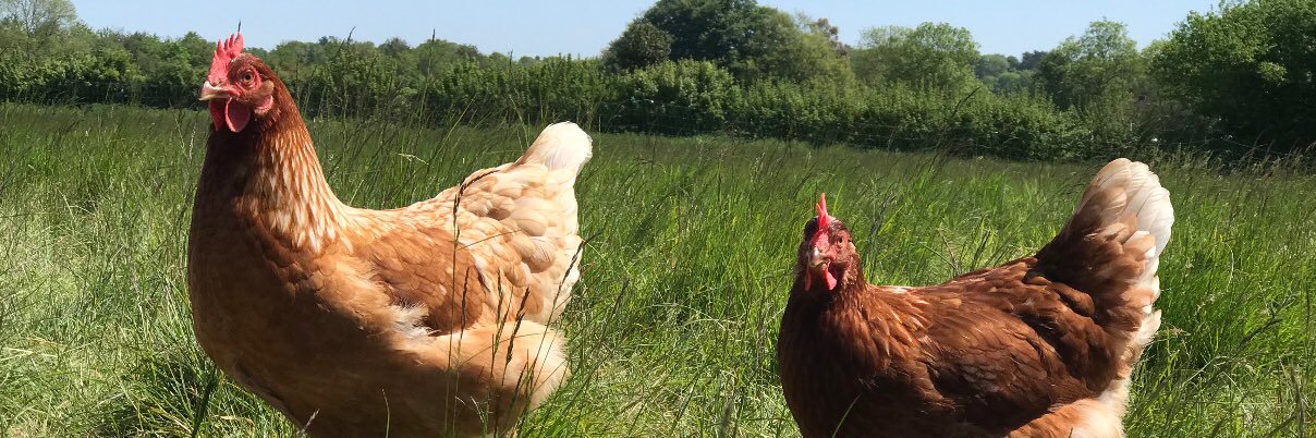 Fluffetts Farm Free Range ☀️😀 banner