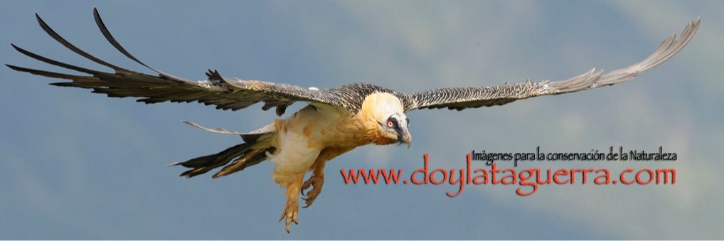 doylata's profile banner image
