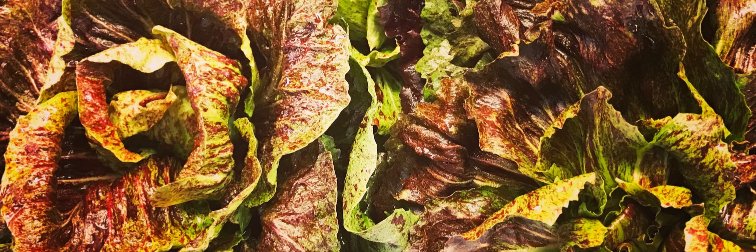 ArgusFarmStop's profile banner image
