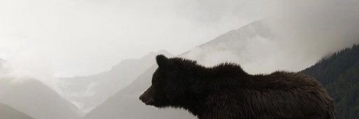 cdowdss's profile banner image