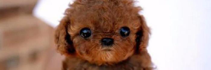 Crayon Potato banner