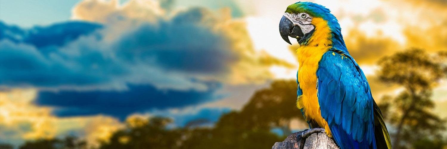 aramstat86's profile banner image