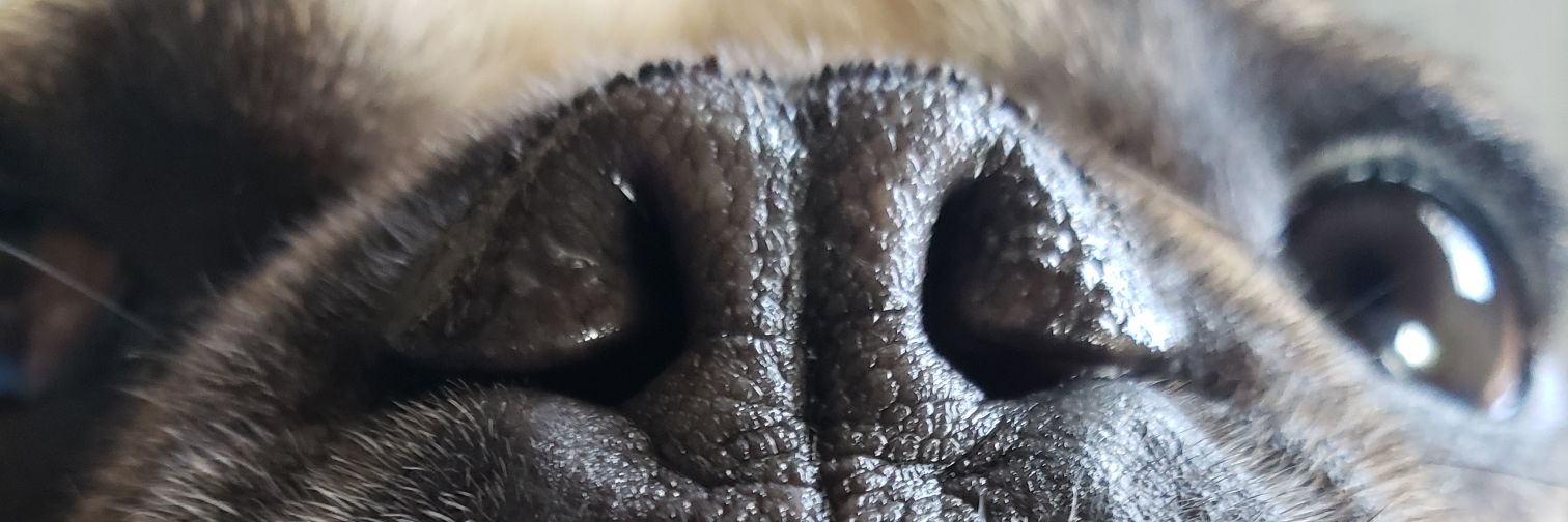 RagazzinirR's profile banner image