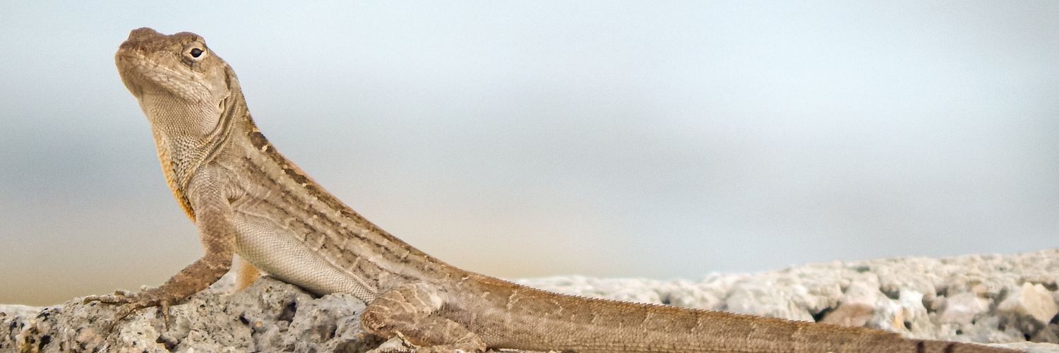 luisvladi99's profile banner image