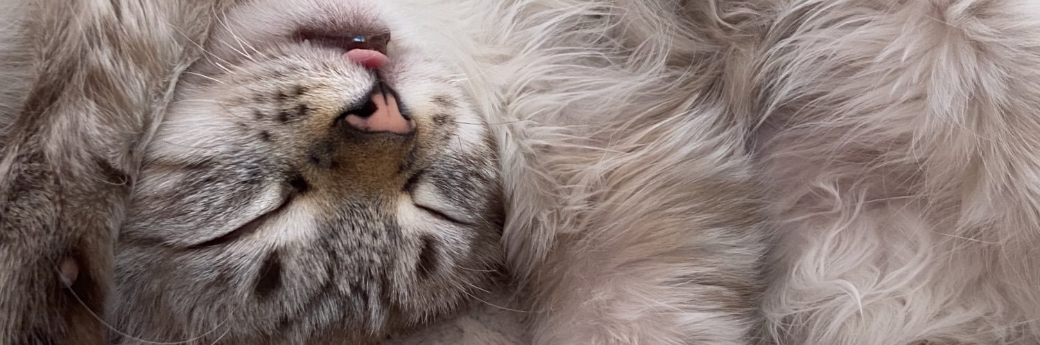 catszzatto's profile banner image