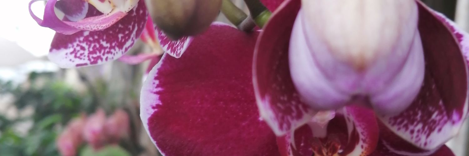 jjacho52's profile banner image