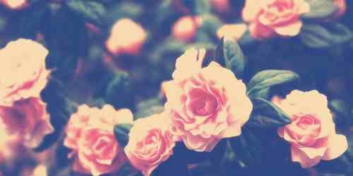 AlIysonDawson's profile banner image