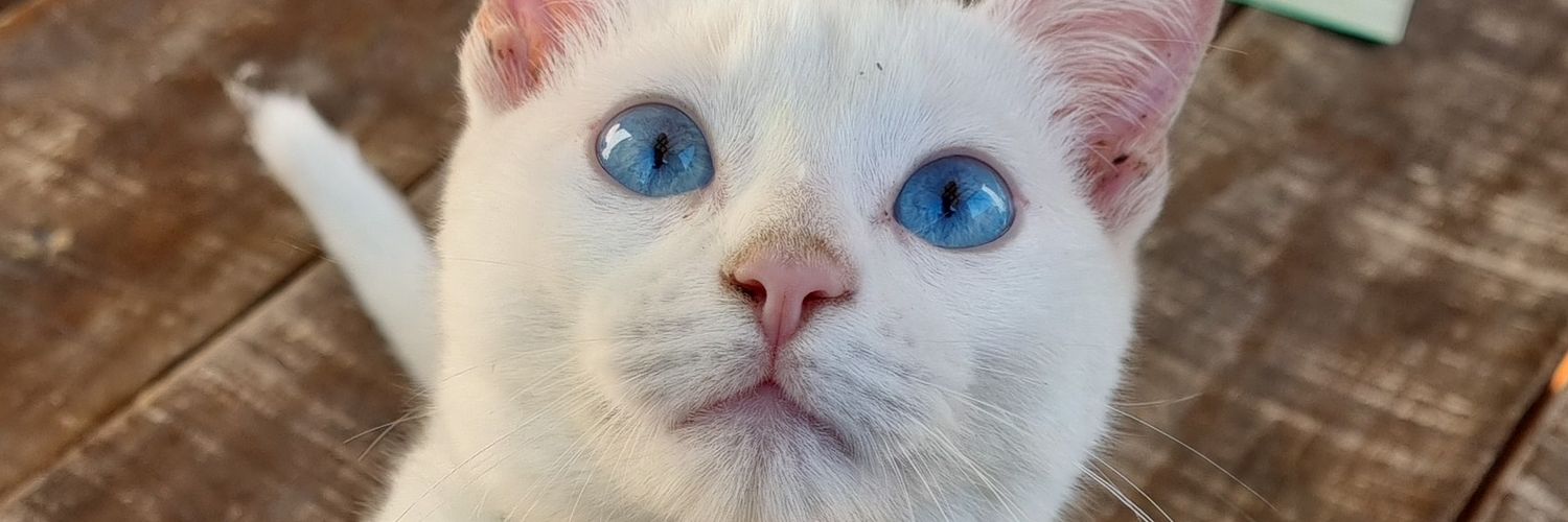 Rahk_7's profile banner image