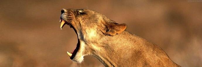 Beaverquepatxa's profile banner image