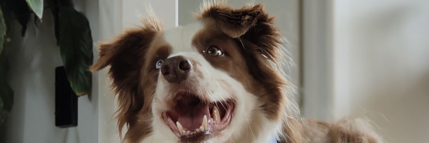 MrMagooTweets's profile banner image