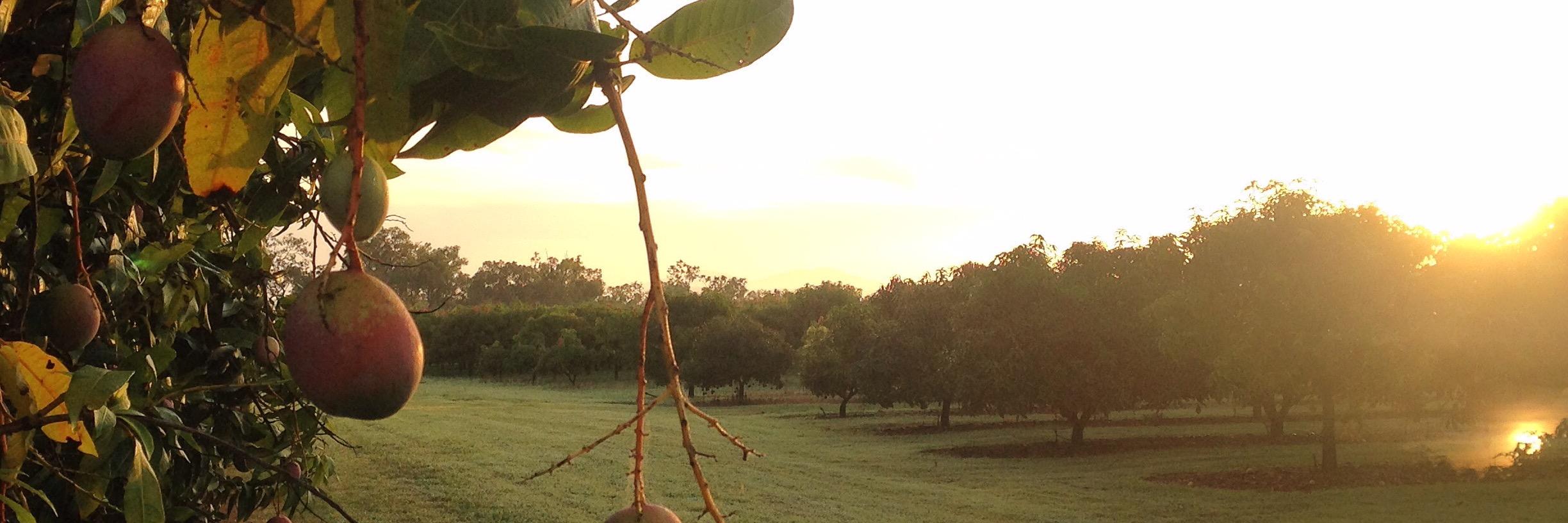 Blue Sky Produce banner