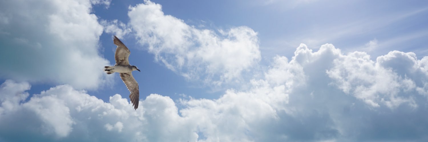 nissvka's profile banner image