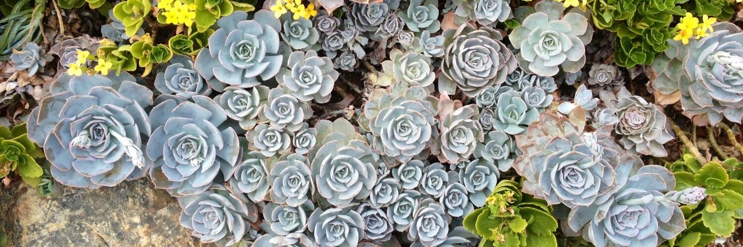 ladycaucau's profile banner image