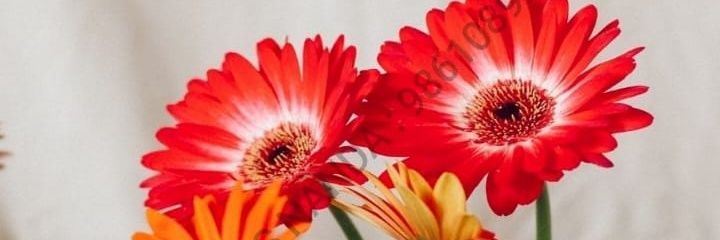 Y2pknKumar's profile banner image