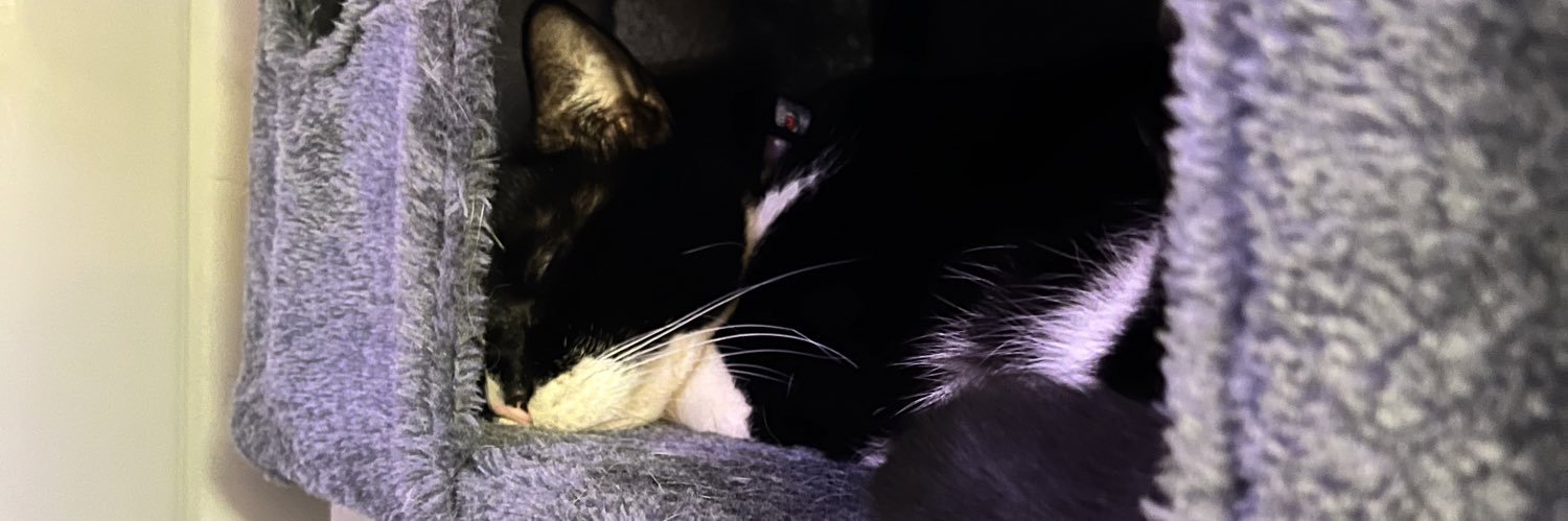 Cheerio_O's profile banner image