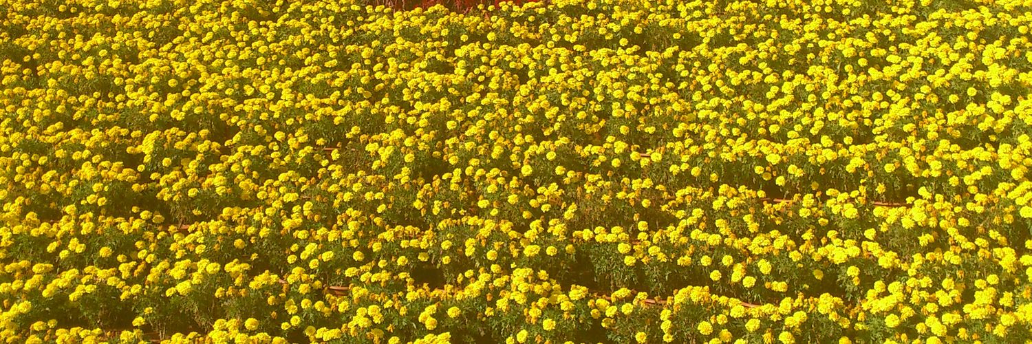 favoriteat's profile banner image