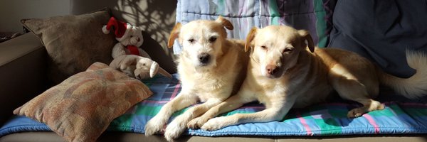 BasEnBobbie Profile Banner