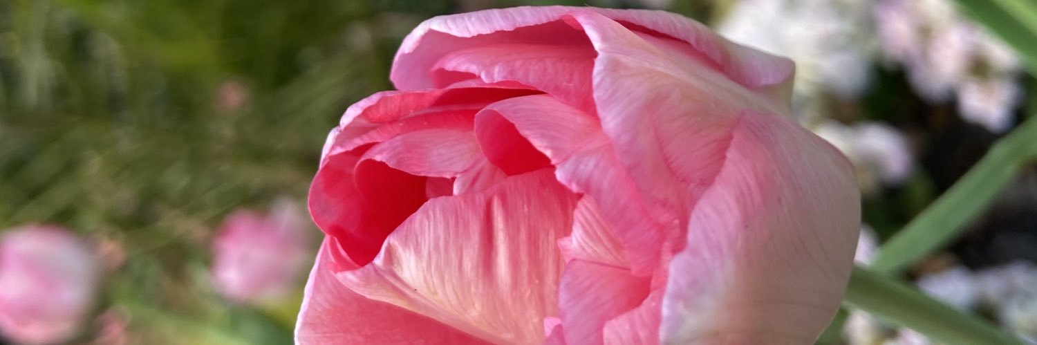 Kiera_Newman's profile banner image