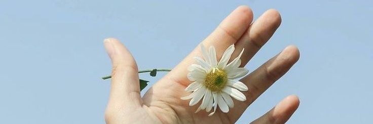 blossoms77_'s profile banner image
