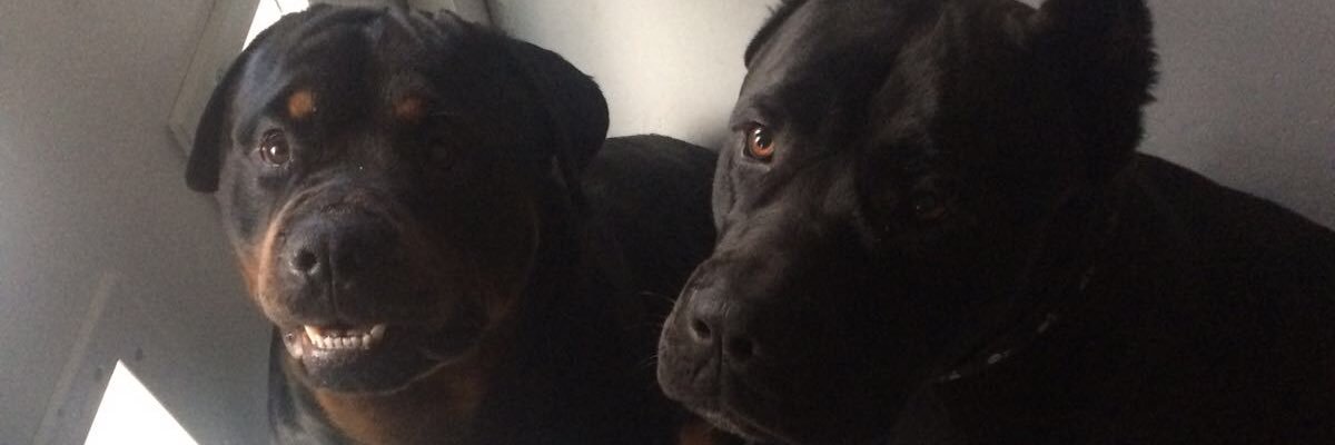 SCaseyxo's profile banner image