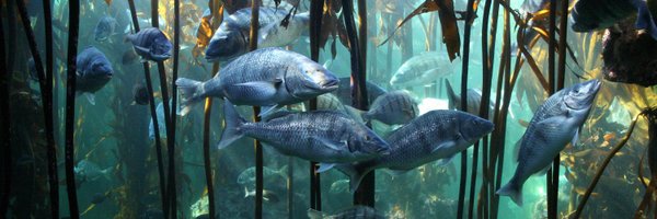 2OceansHelen Profile Banner