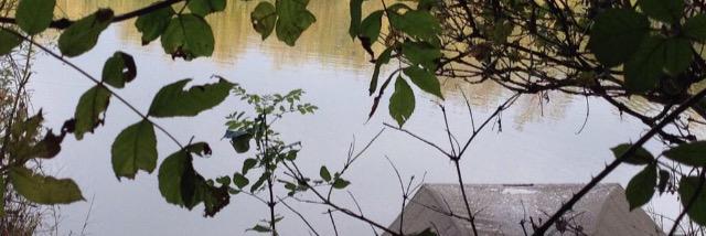 bradthecarp's profile banner image