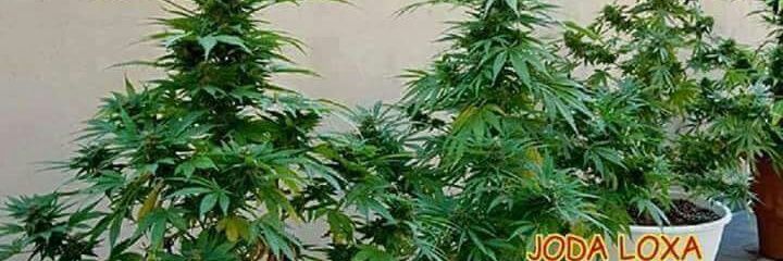 SlugoOmar's profile banner image