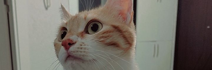 BegumKeloglu's profile banner image