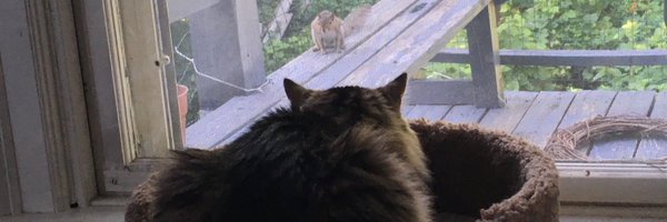 Mittensmania Profile Banner