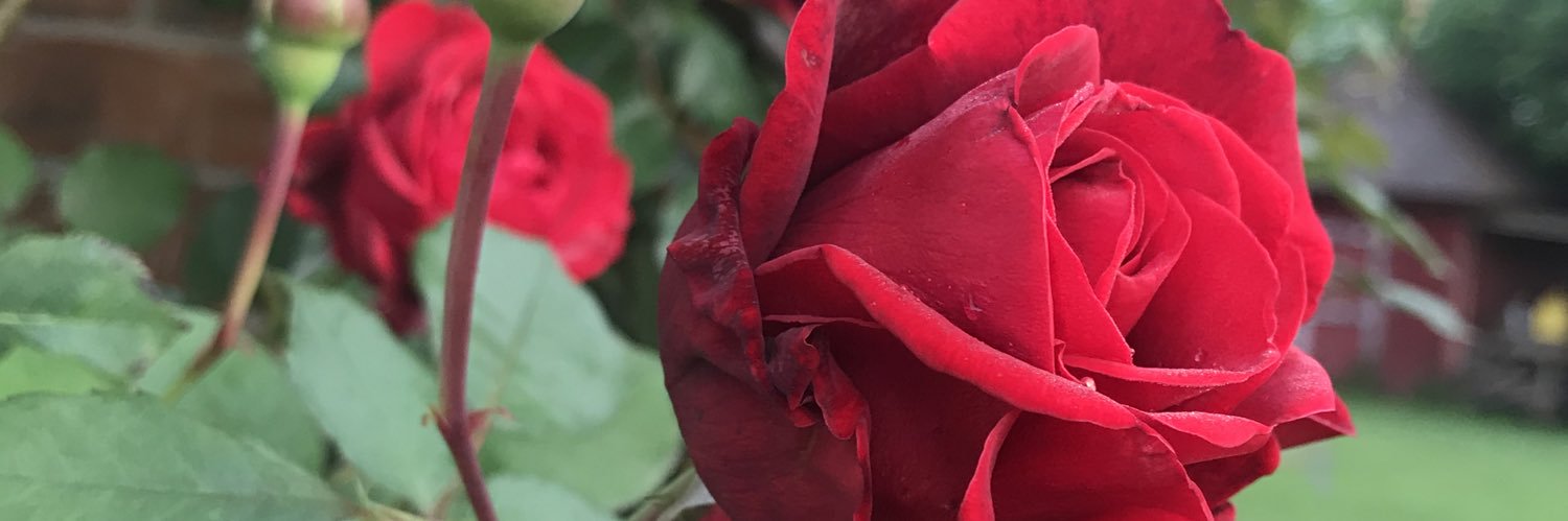 Robbynne's profile banner image