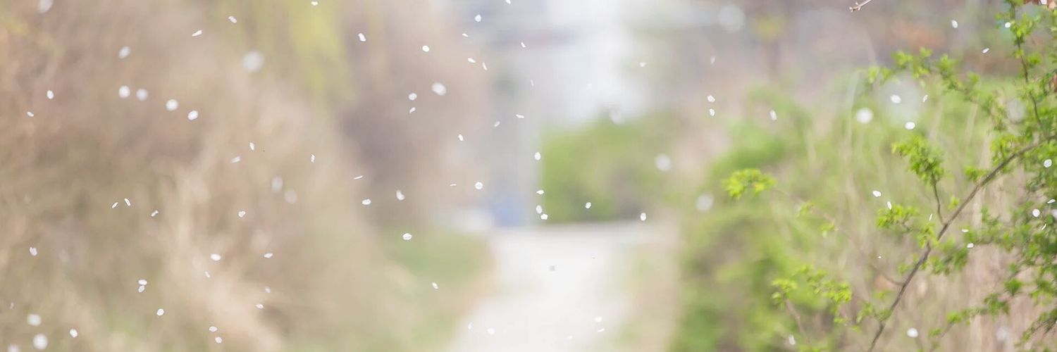 기력죽은 치카 🌟메인트 확인 🌟 banner