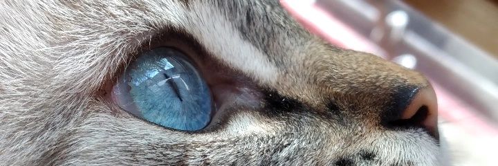 carlaayet's profile banner image