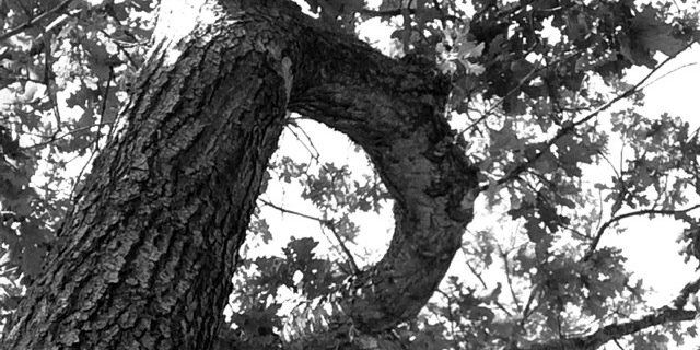 Free Follow/Read Bio(🔴💊 banner