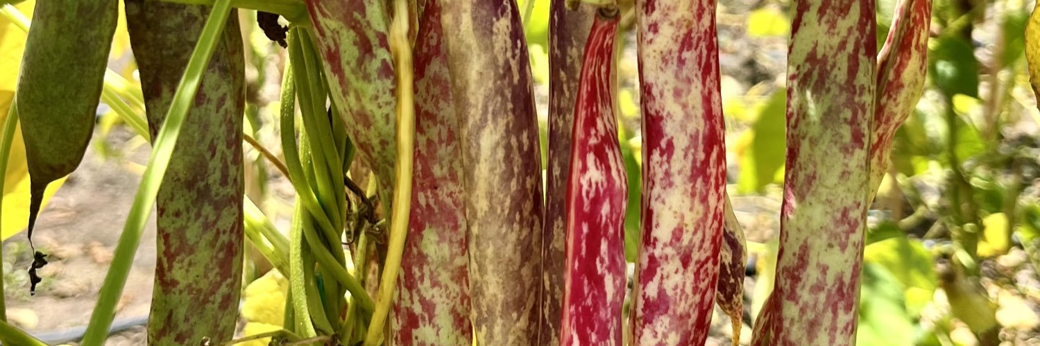 Jennifer Wilker banner