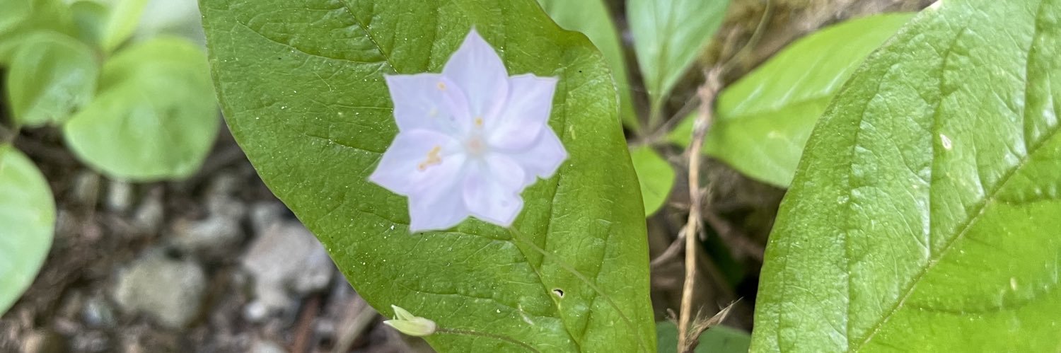 Dr. Déana Scipio banner