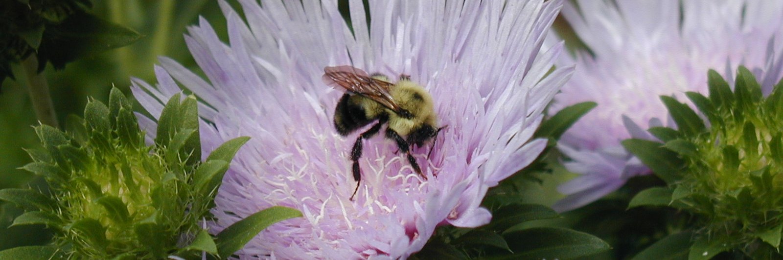 Renee Strnad (@rlstrnad.bsky.social) banner